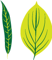 leaf